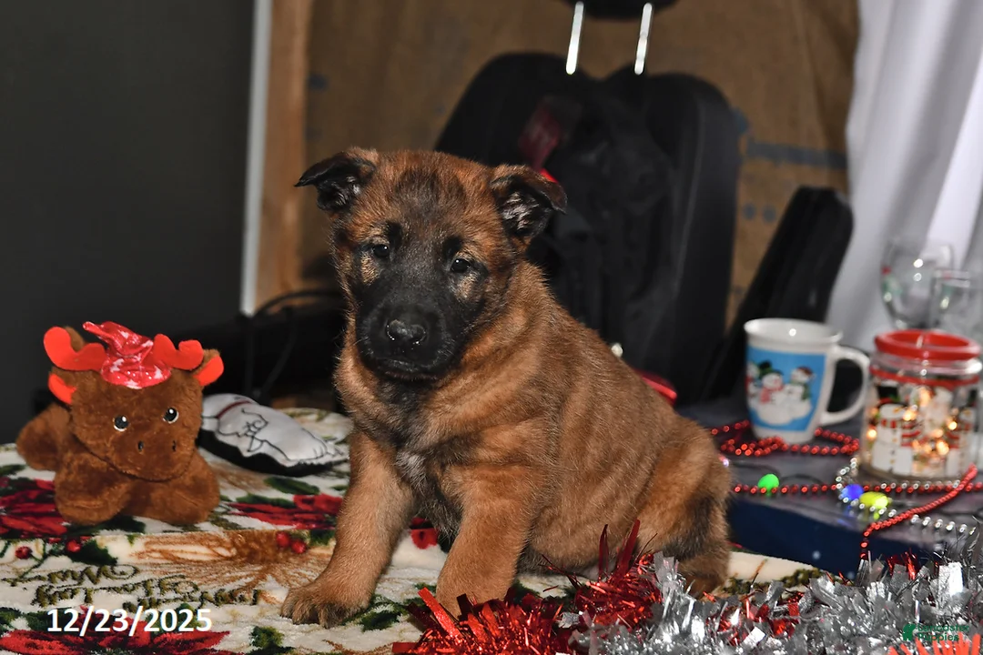Belgian Malinois dogs for sale: Belle - Ad 7