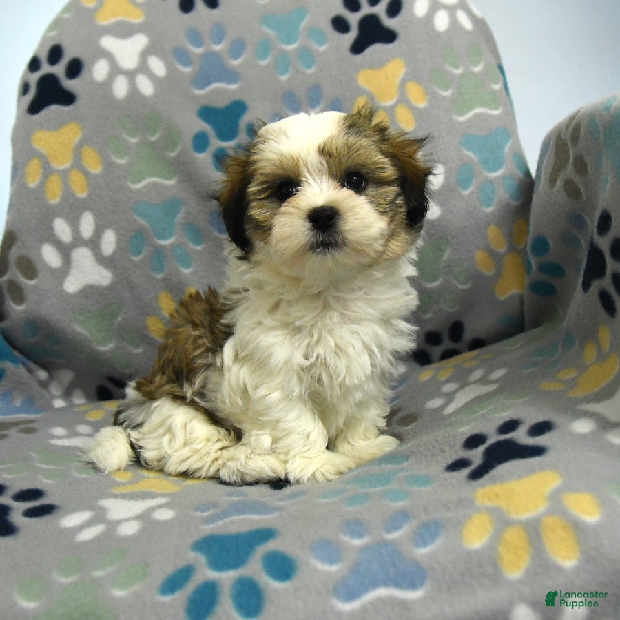 Malshi dogs Mason - Ad 1