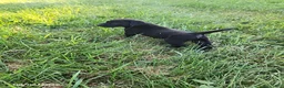 Labrador Retriever dogs for sale: Tucker - Ad 4
