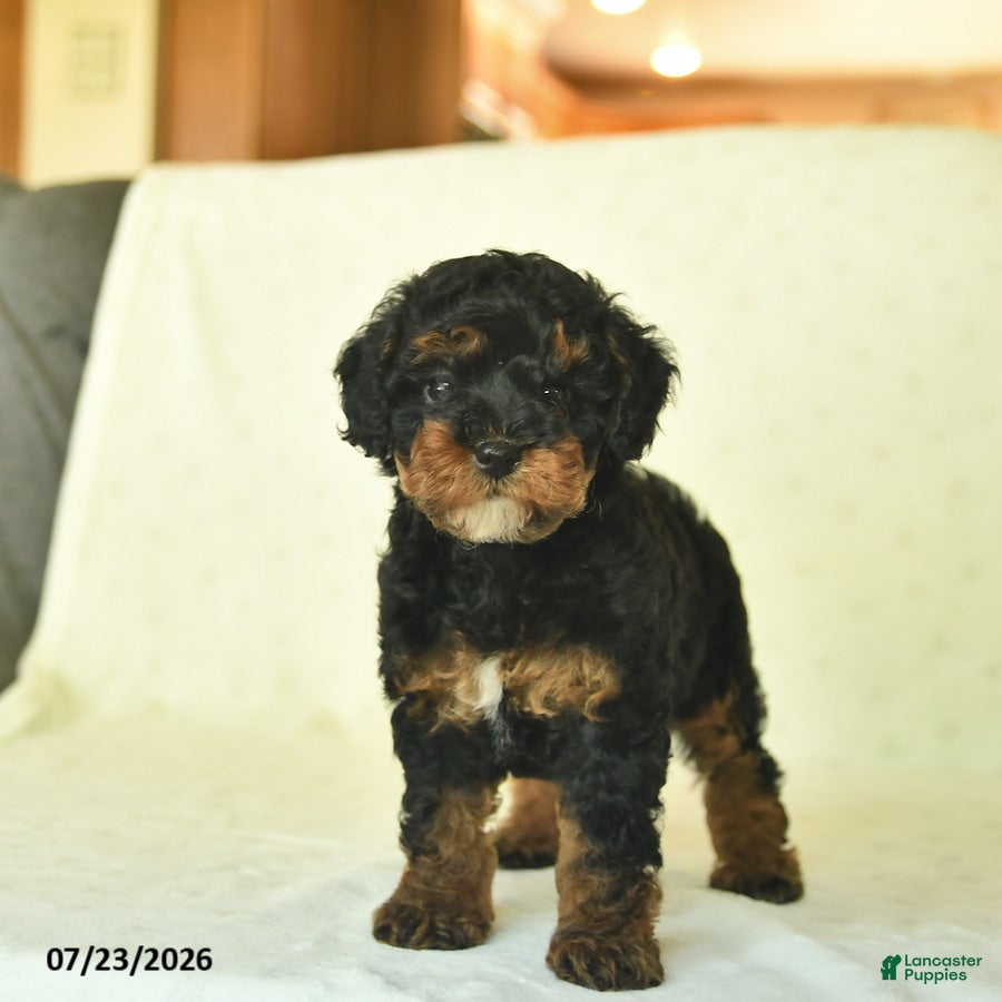 Miniature Poodle dogs Qinnlie  - Ad 2