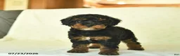 Miniature Poodle dogs for sale: Qinnlie  - Ad 2