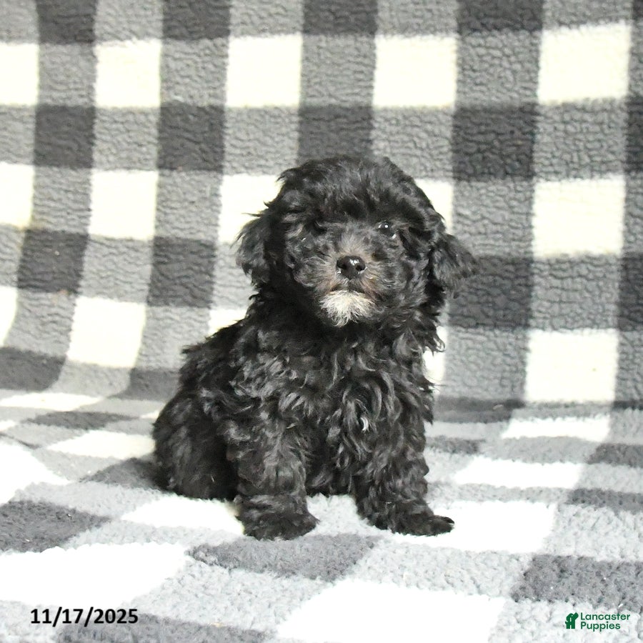 Toy Poodle dogs Archie - Ad 42