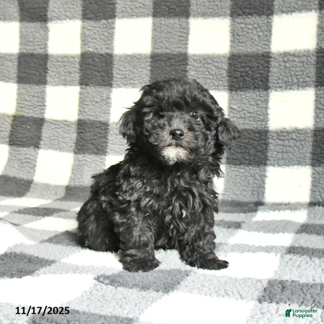 Toy Poodle dogs for sale: Archie - Ad 1