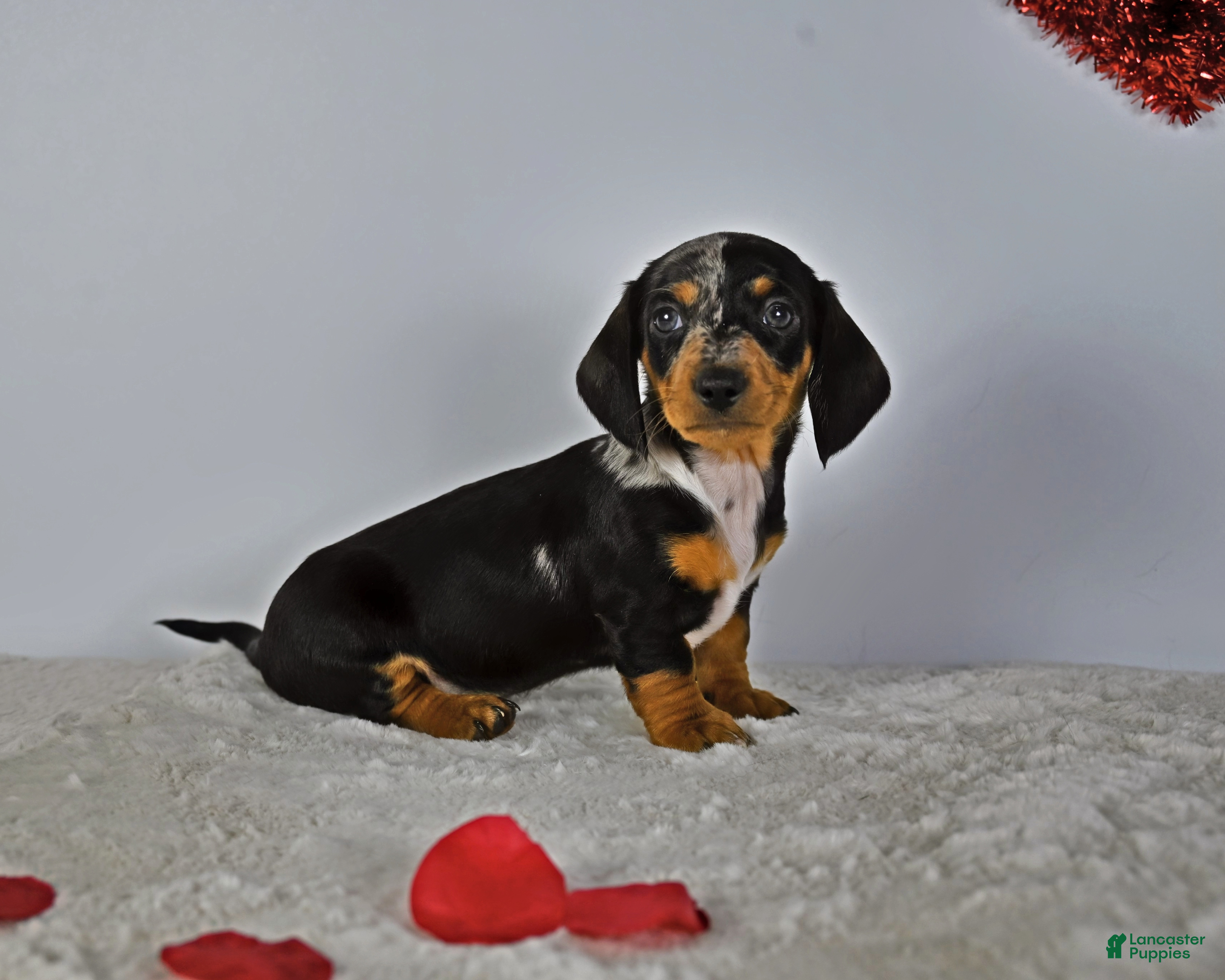 Miniature Dachshund dogs for sale: Hazzel - Ad 1