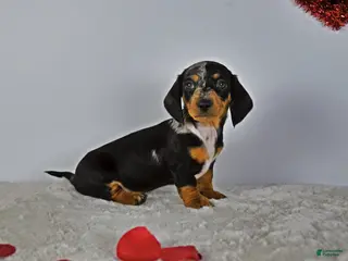 Miniature Dachshund dogs for sale: Hazzel - Ad 1