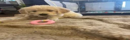 Golden Retriever dogs for sale: Golden Retriever Puppy 1 - Ad 25