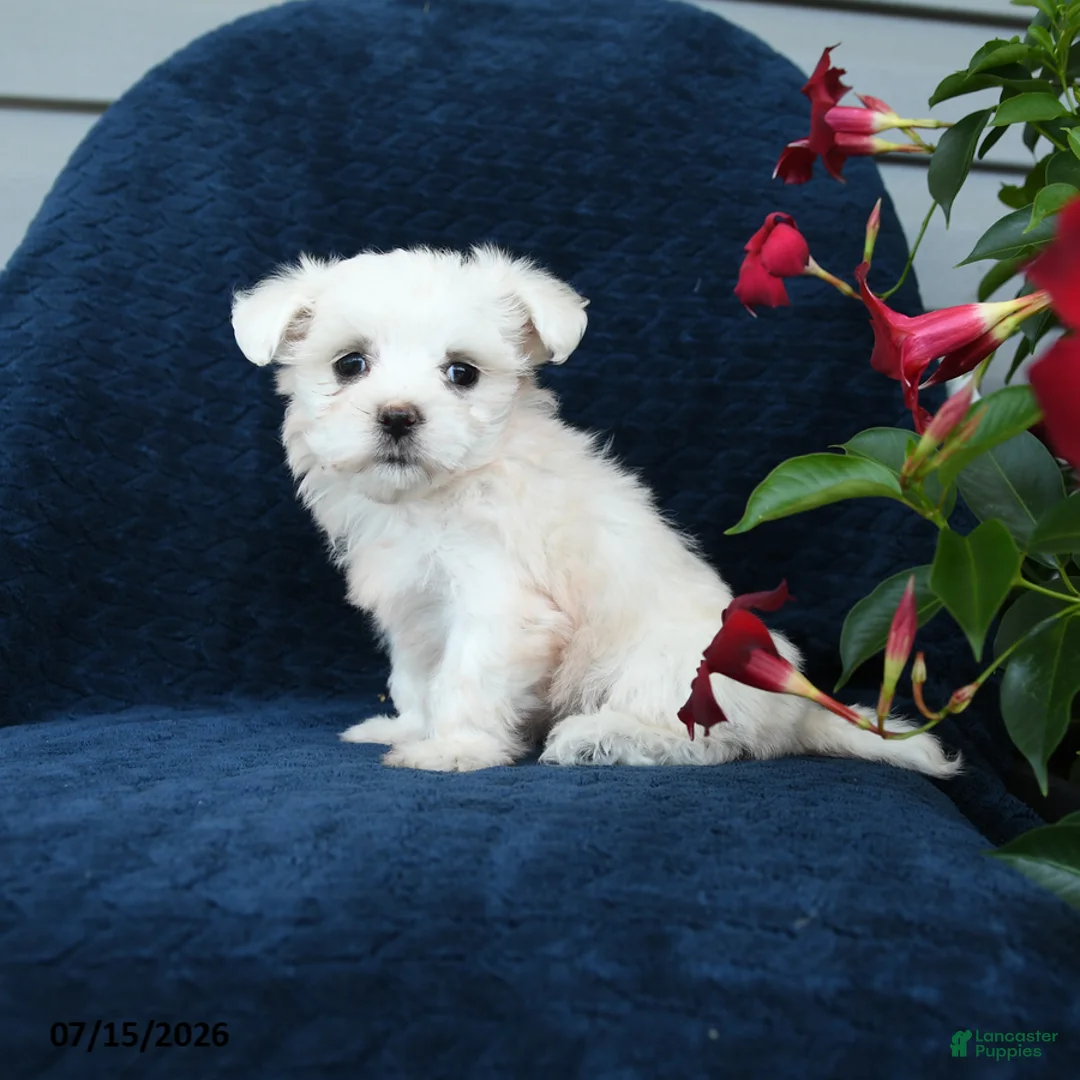 Maltese dogs for sale: Lily - Ad 1