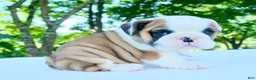 English Bulldog dogs for sale: Charlie - Ad 1