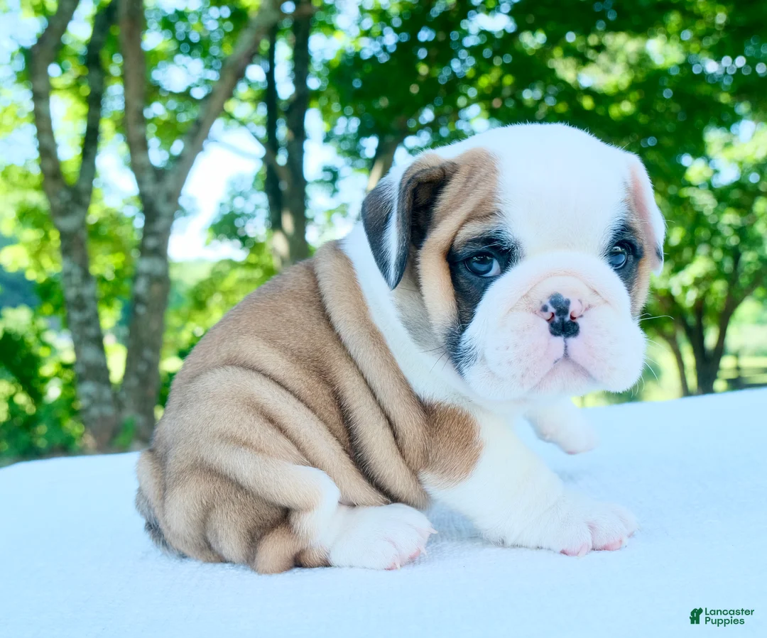 English Bulldog dogs for sale: Charlie - Ad 1
