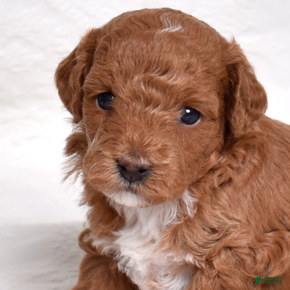 Miniature Poodle dogs Ruby - Ad 2