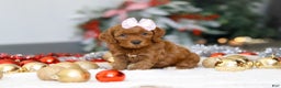 Cockapoo dogs for sale: Tammy - Ad 2
