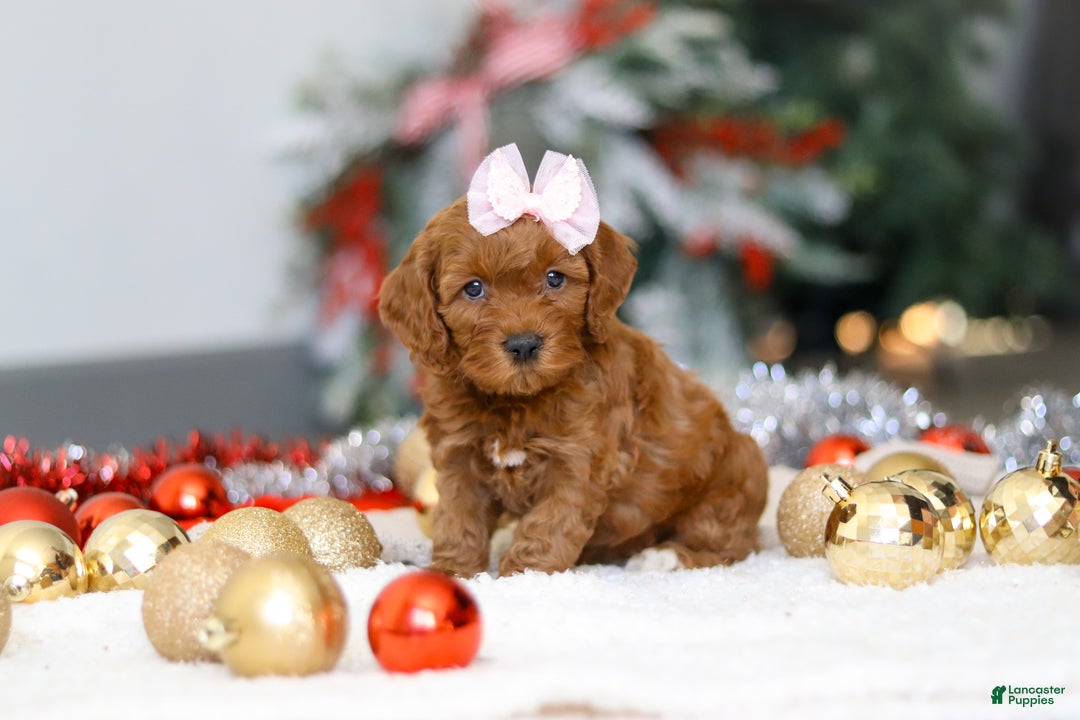 Cockapoo dogs for sale: Tammy - Ad 2