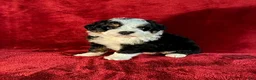 Mini Bernedoodle dogs for sale: Travis - Ad 3
