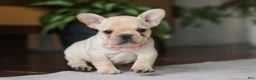 French Bulldog dogs for sale: Hazel - Ad 6