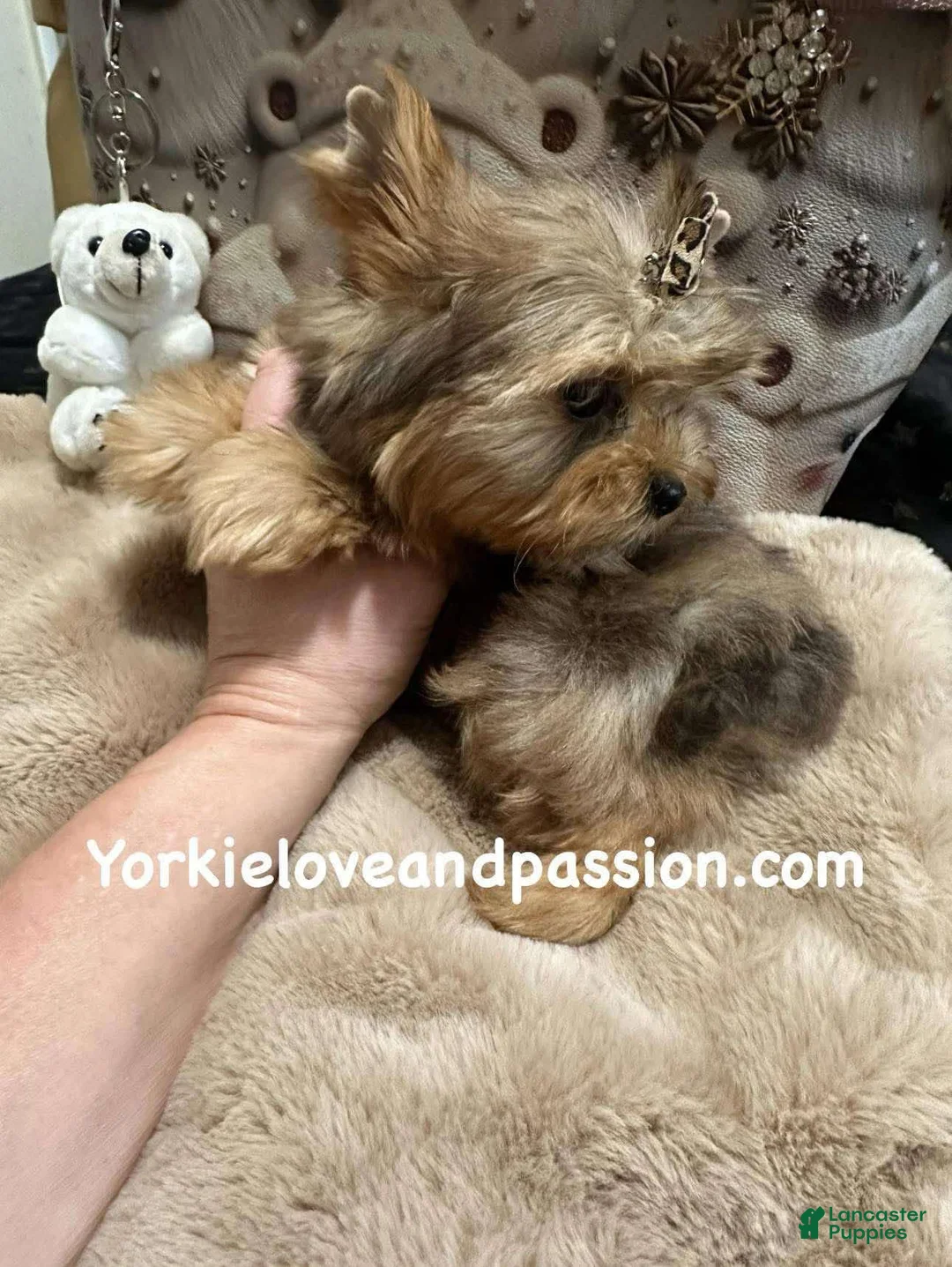 Yorkshire Terrier dogs for sale: Yorkshire Terrier Puppy 1 - Ad 7