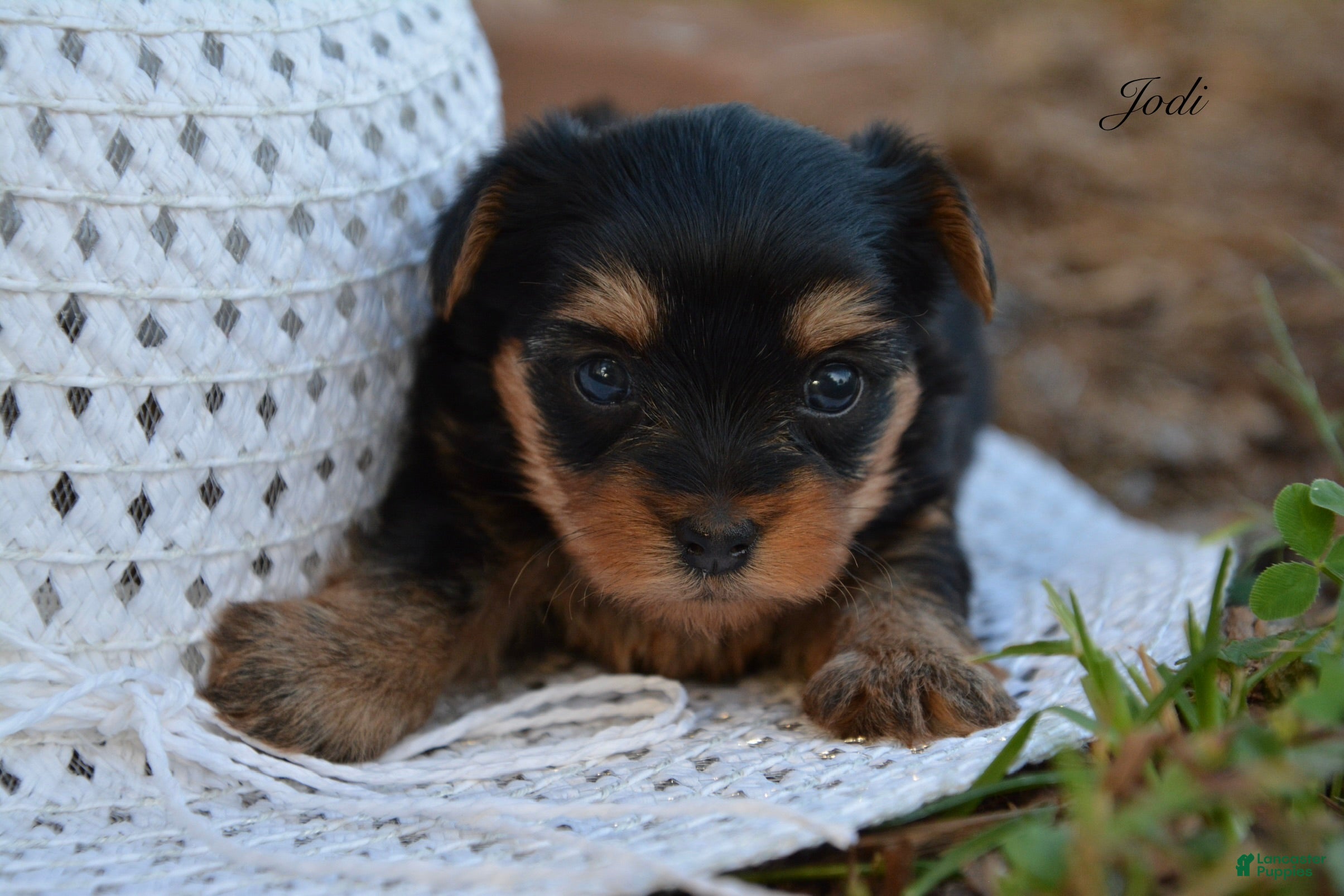 Yorkshire Terrier dogs Jodi - Ad 2