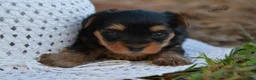Yorkshire Terrier dogs for sale: Jodi - Ad 2