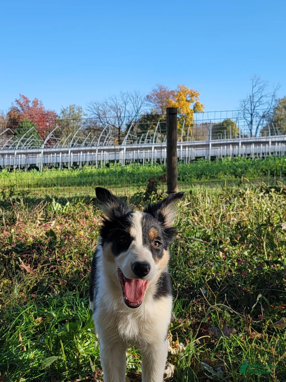 Border Collie dogs for sale: Nadine - Ad 2