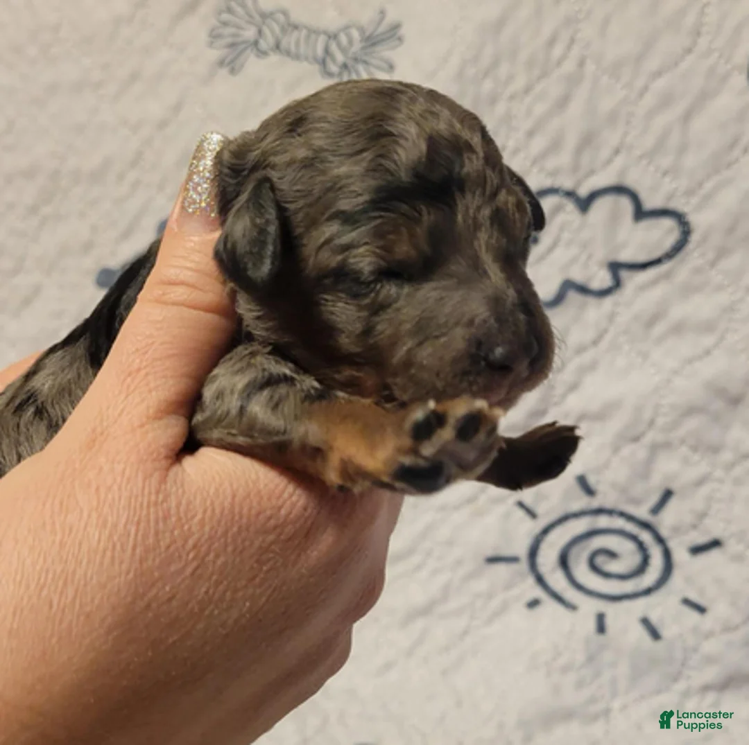 Goldendoodle dogs for sale: Thunder - Ad 5