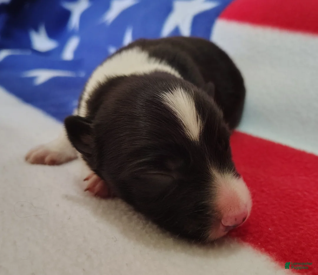 Border Collie dogs for sale: Giligan  - Ad 2