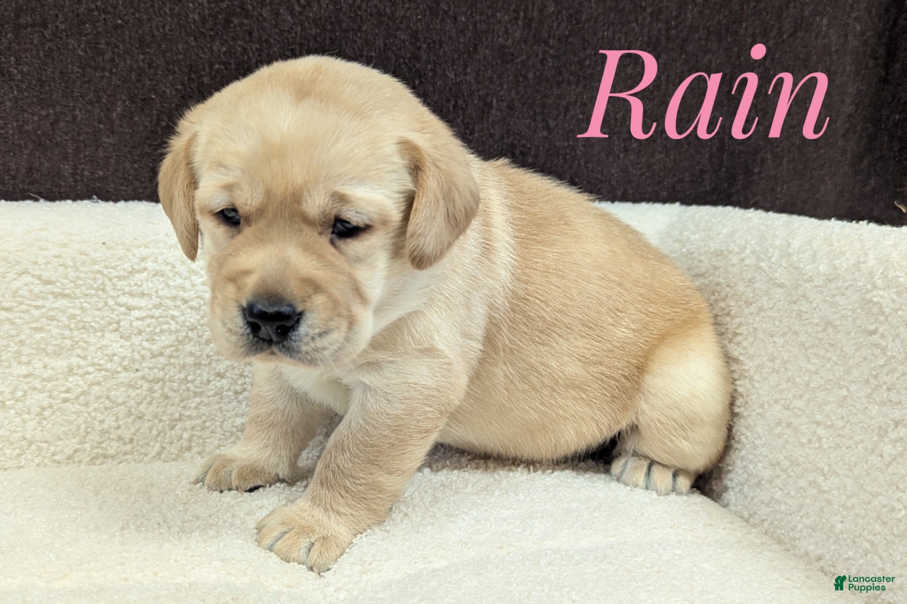 Labrador Retriever dogs Rain - Ad 1