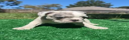 French Bulldog dogs for sale: French Bulldog 1 - Ad 3