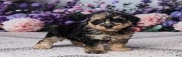 Miniature Poodle dogs for sale: Regan - Ad 5