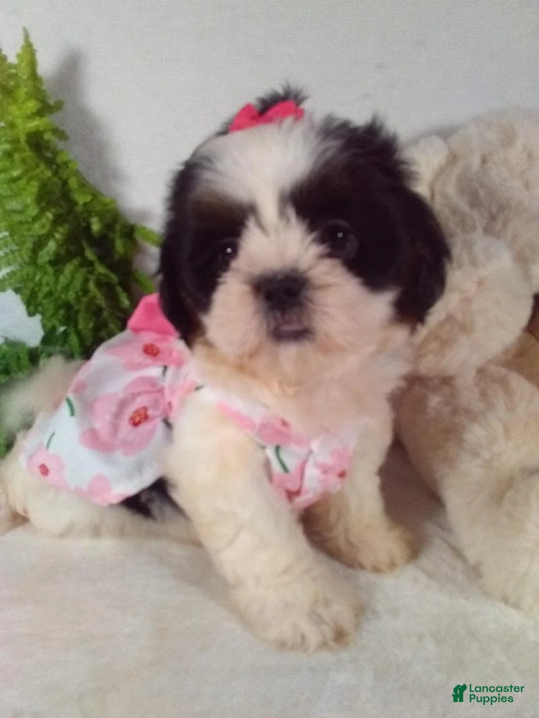 Shih Tzu dogs for sale: Baby - Ad 2