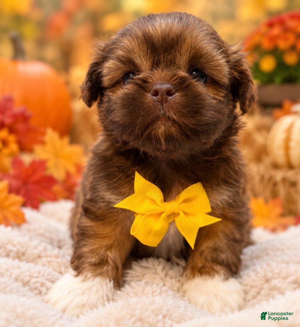 Shih Tzu dogs for sale: Gizmo  - Ad 24