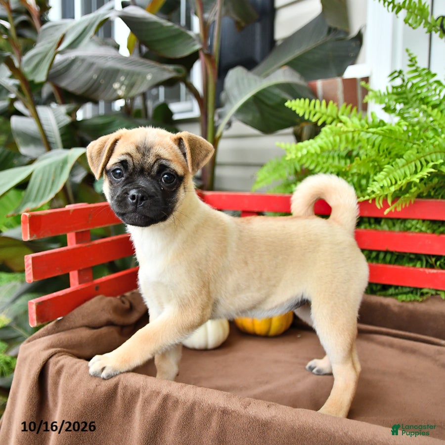 Mixed Breed dogs Daisy - Ad 1