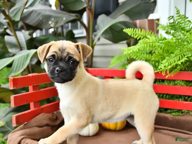 Mixed Breed dogs Daisy - Ad 1