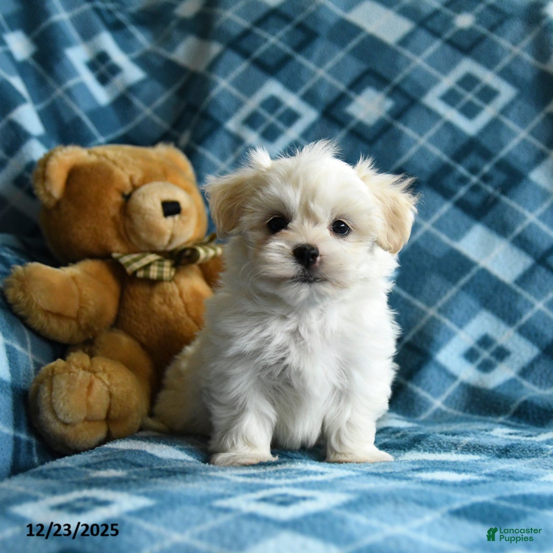 Malshi dogs for sale: Hardy - Ad 5