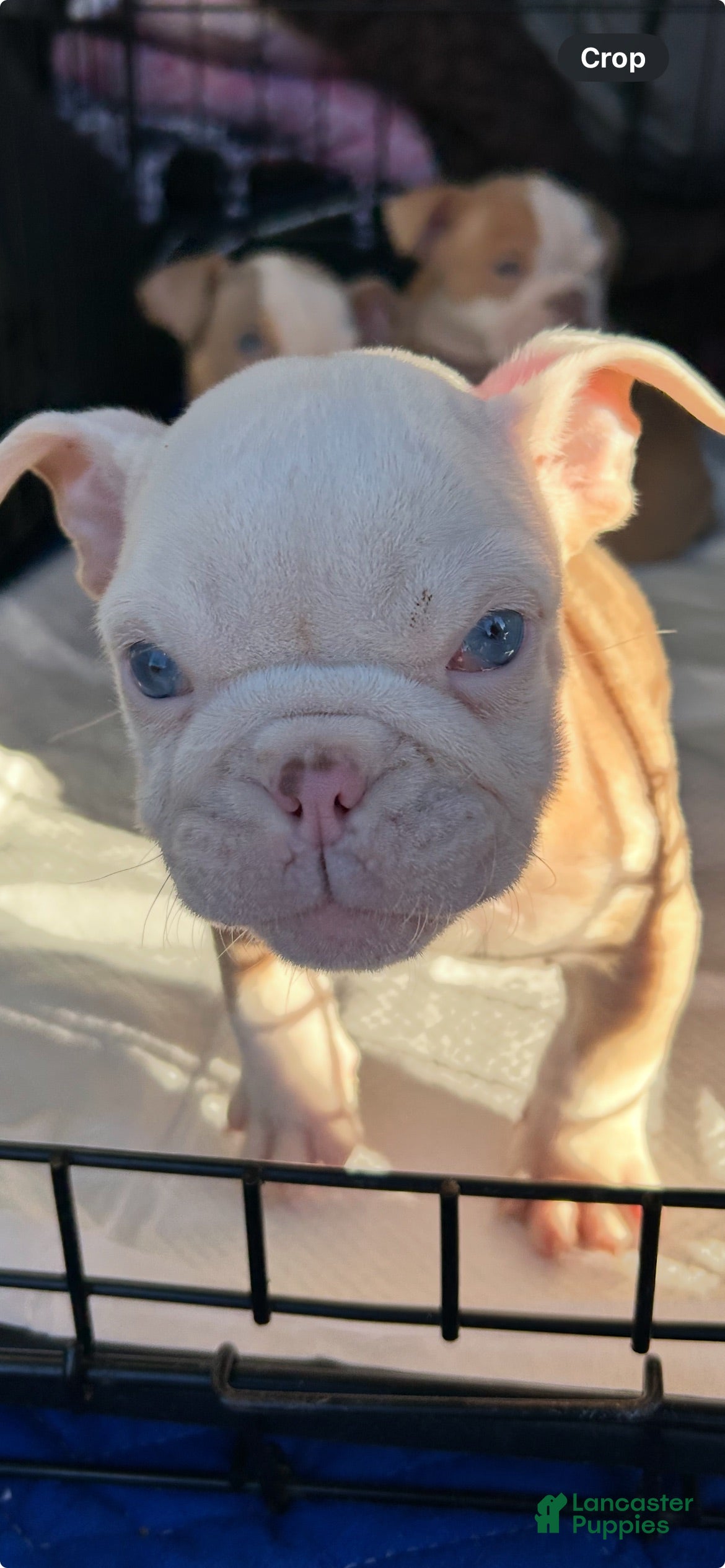 English Bulldog dogs Khloe - Ad 3