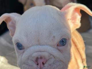 English Bulldog dogs Khloe - Ad 27