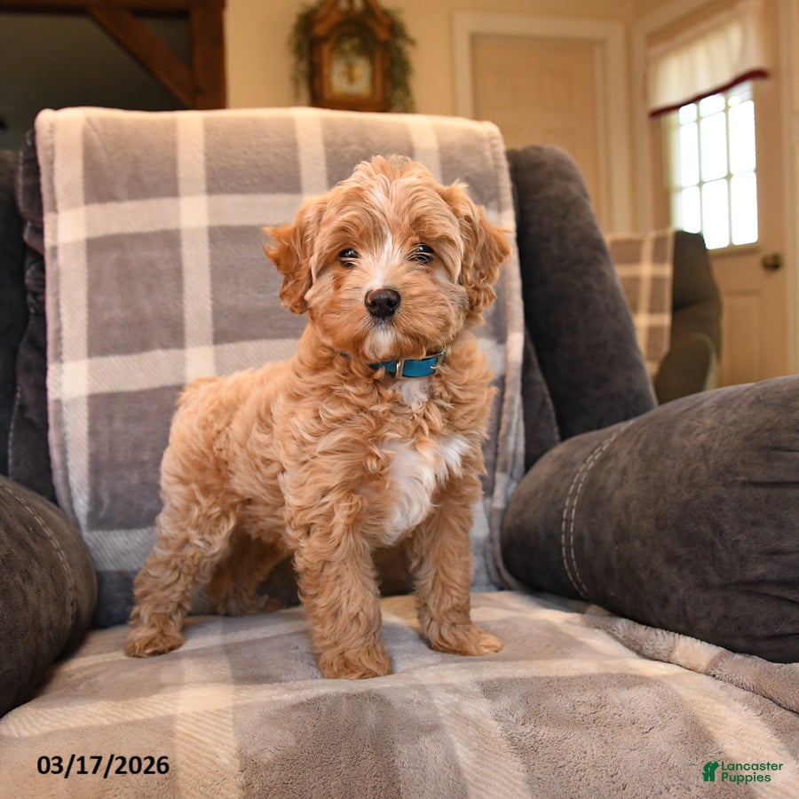 Cavapoo dogs Champ   - Ad 1