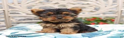 Yorkshire Terrier dogs for sale: Biscuit - Ad 5