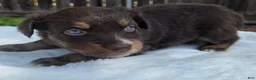 Australian Shepherd dogs for sale: Siri - Ad 3