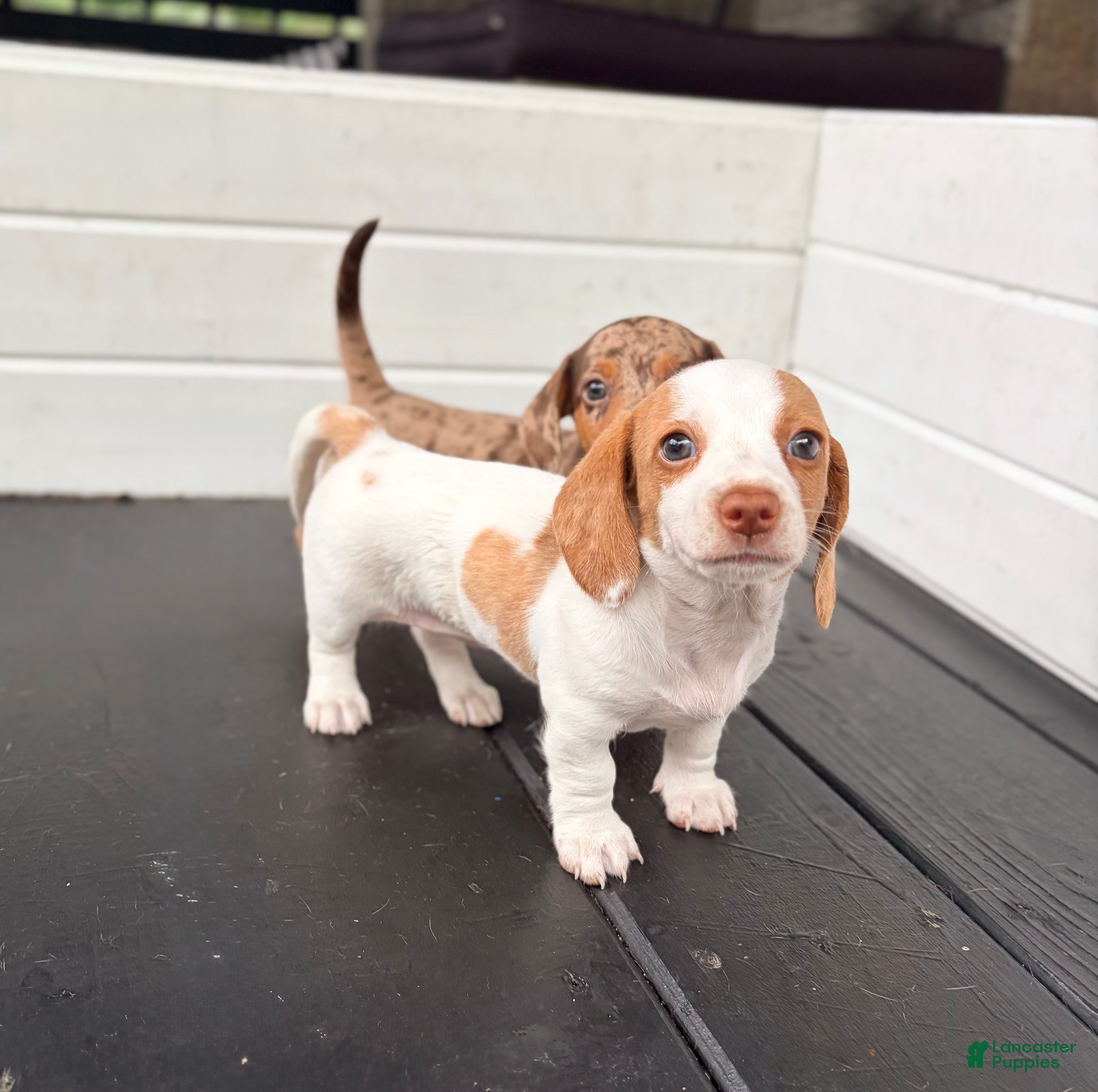 Miniature Dachshund dogs Miniature Dachshund 1- Ella - Ad 2