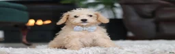 Schnoodle dogs for sale: Bruno - Ad 5