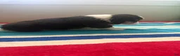 Welsh Corgi Pembroke dogs for sale: Princess - Ad 4