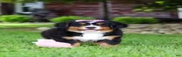 Bernese Mountain Dog dogs for sale: Suzie - Ad 12