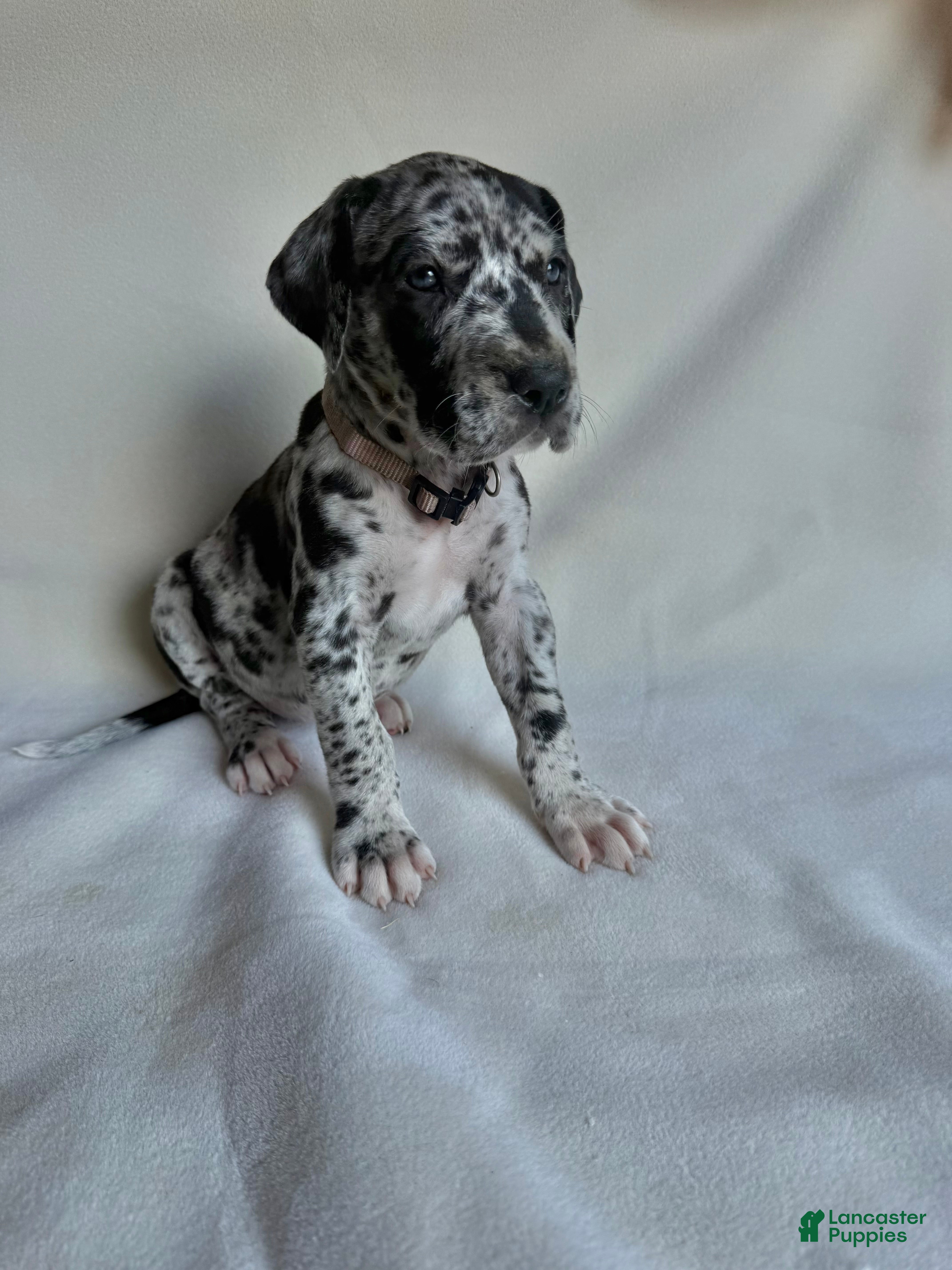 Great Dane dogs Joy- light purple  - Ad 39