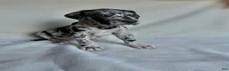 Great Dane dogs for sale: Joy- light purple  - Ad 1
