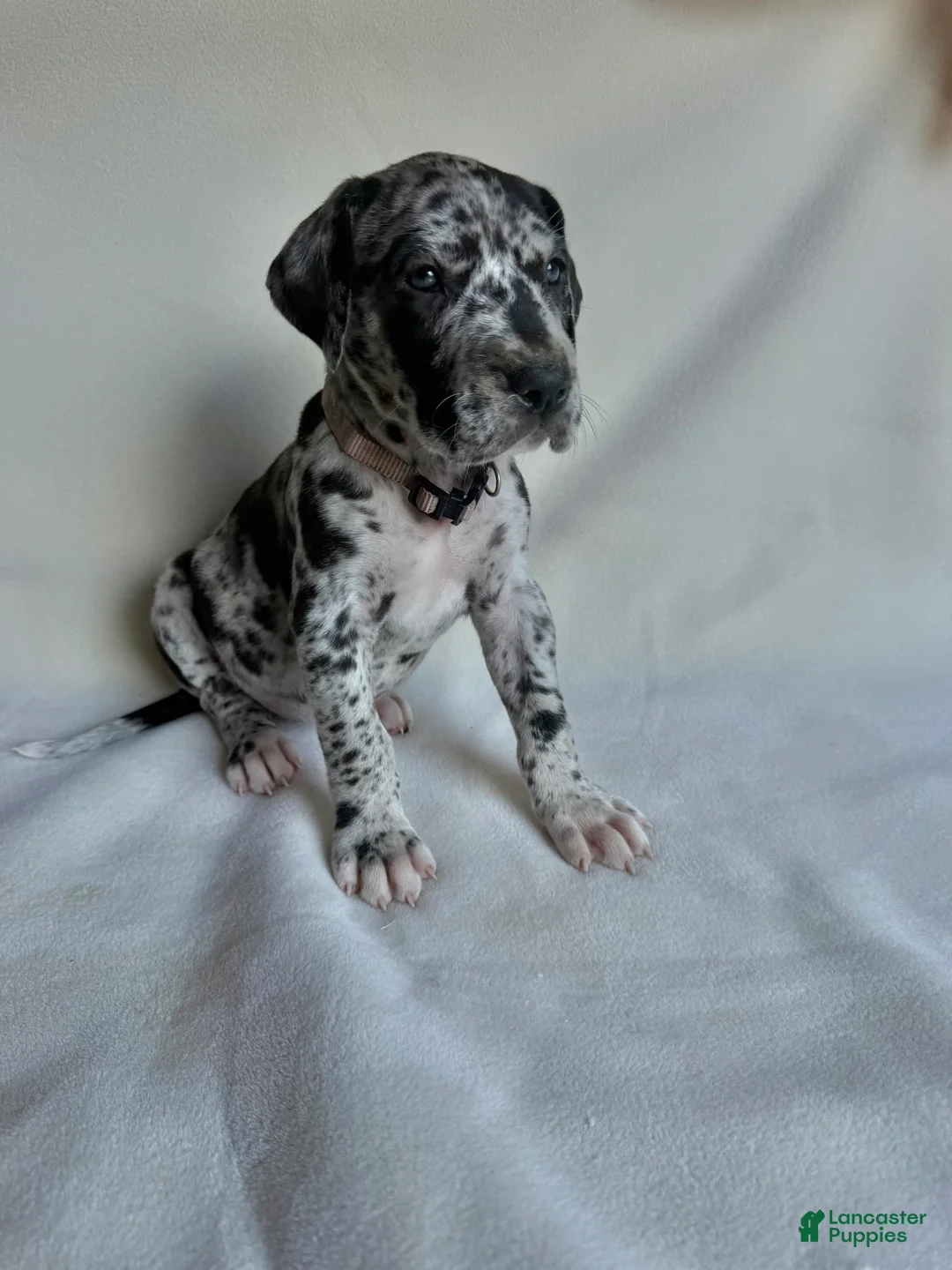 Great Dane dogs for sale: Joy- light purple  - Ad 1