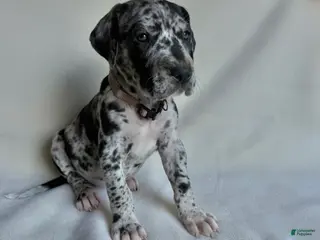 Great Dane dogs Joy- light purple - Ad 34