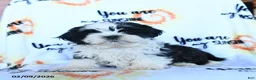 Shih Tzu dogs for sale: Cream - Ad 1