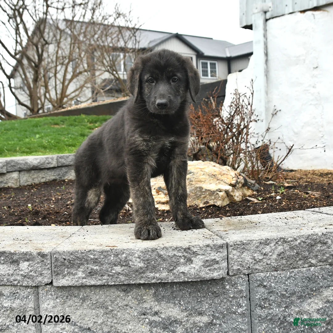 Mixed Breed dogs for sale: Nova - Ad 1