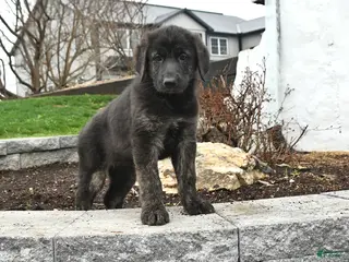 Mixed Breed dogs for sale: Nova - Ad 2