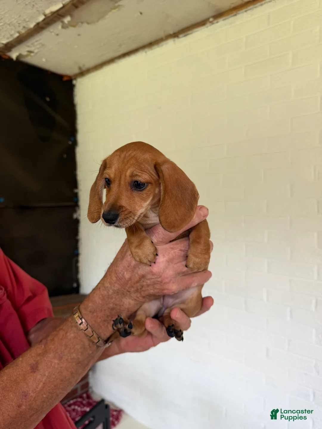 Miniature Dachshund dogs for sale: Miniature Dachshund 2 - Ad 2
