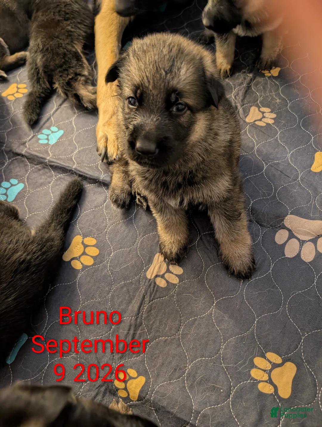 German Shepherd dogs for sale: Bruno - Ad 1